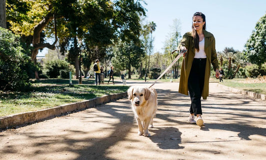 5 Best Shoes For Walking Dog